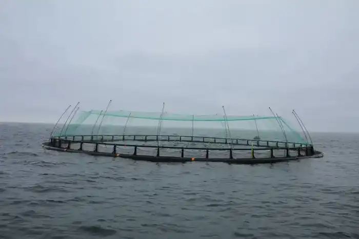 Проект аквакультуры в Мангистауской области выращивание морского лосося {city2}