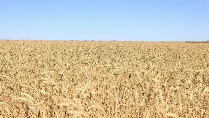 Рост урожайности в Карагандинской области: новые инвестиции и рабочие места в сельском хозяйстве {city2}