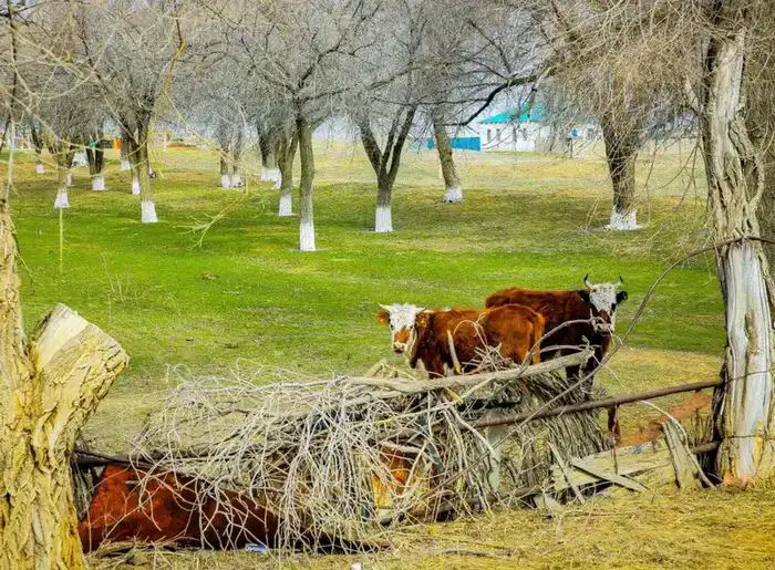 Рост поголовья скота в Актюбинской области на 7% подчеркивает эффективность государственной поддержки в агропромышленном комплексе {city2}
