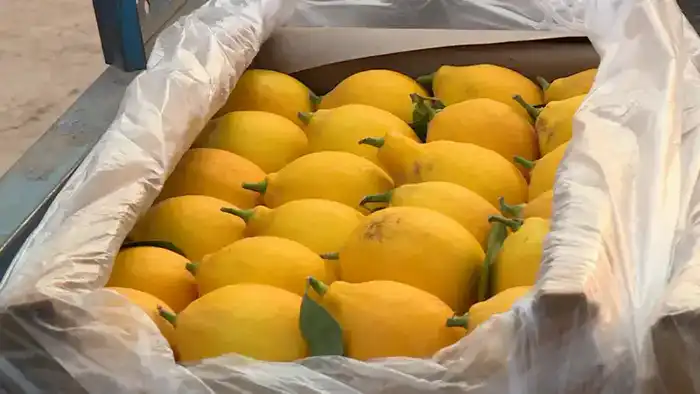 Сарыагаш: 200 тонн лимонов с теплицы в год {city2}