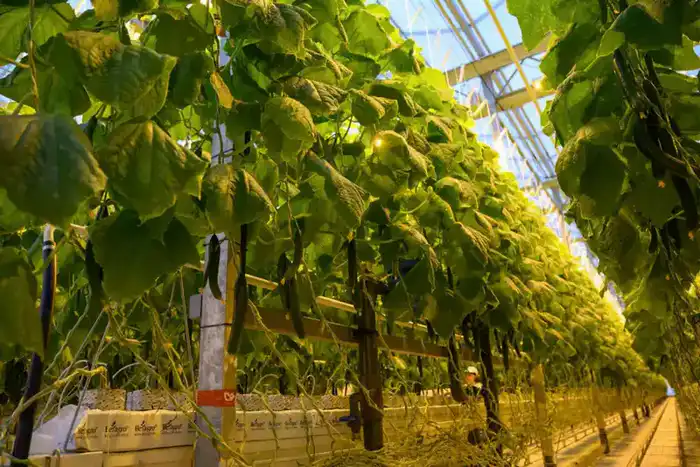 Тепличный комплекс «Зеленый Север» планирует расширение производственных мощностей до 4,5 тыс.тонн продукции в год (4)