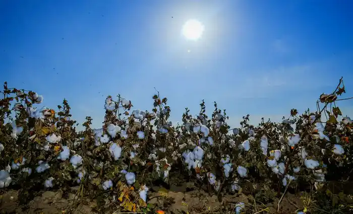АПК Туркестанской области показывает высокие темпы развития (8)