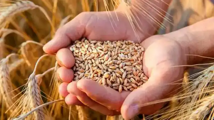 Казахстан: Рекордные экспортные поставки зерна в 45 стран и их влияние на внутренний рынок {city2}