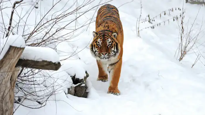 Министр экологии о восстановлении тигров в Казахстане: как хищники могут сосуществовать с местными жителями {city2}