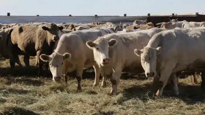 В Карагандинской области успешно завершена подготовка к зимовке скота {city2}