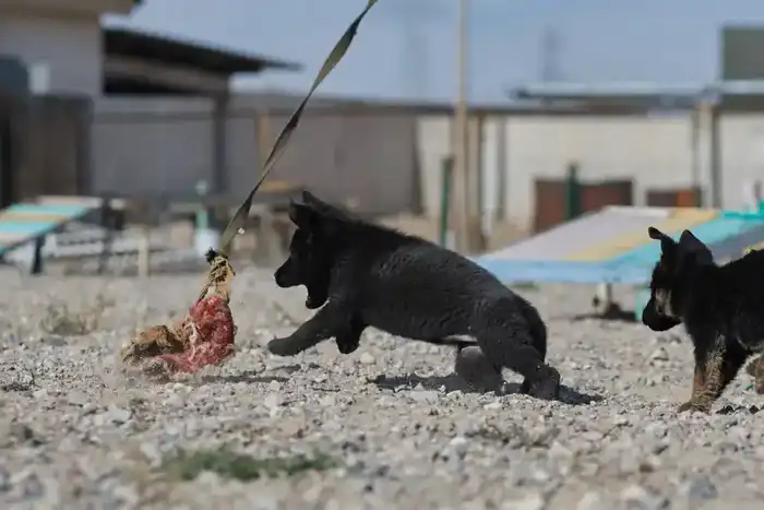 Щенки тоже готовы служить стране: в Нацгвардии увеличивается число породистых служебных собак (4)