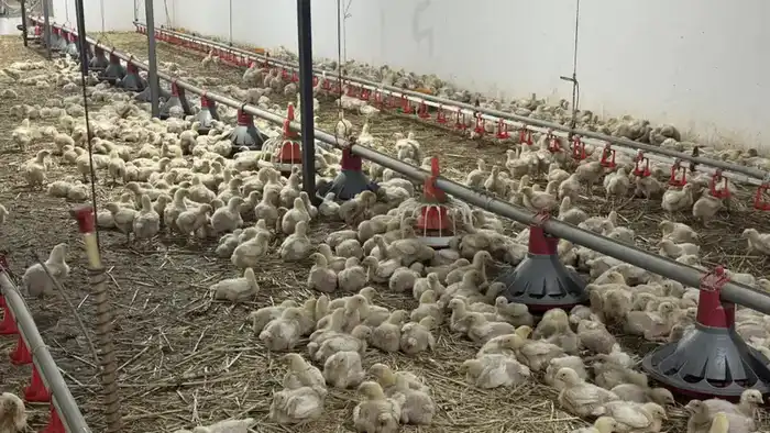 Советник главы Правительства посетил село Бесарык (5)