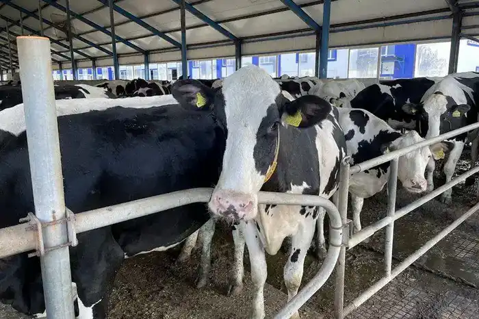 Животноводство Костанайской области: подъем на волне новых технологий {city2}