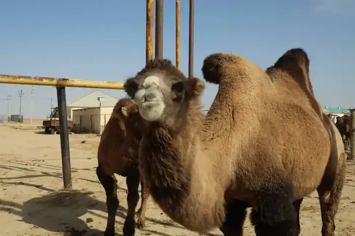 38 миллиардов тенге: Мангистауский агросектор в росте! {city2}