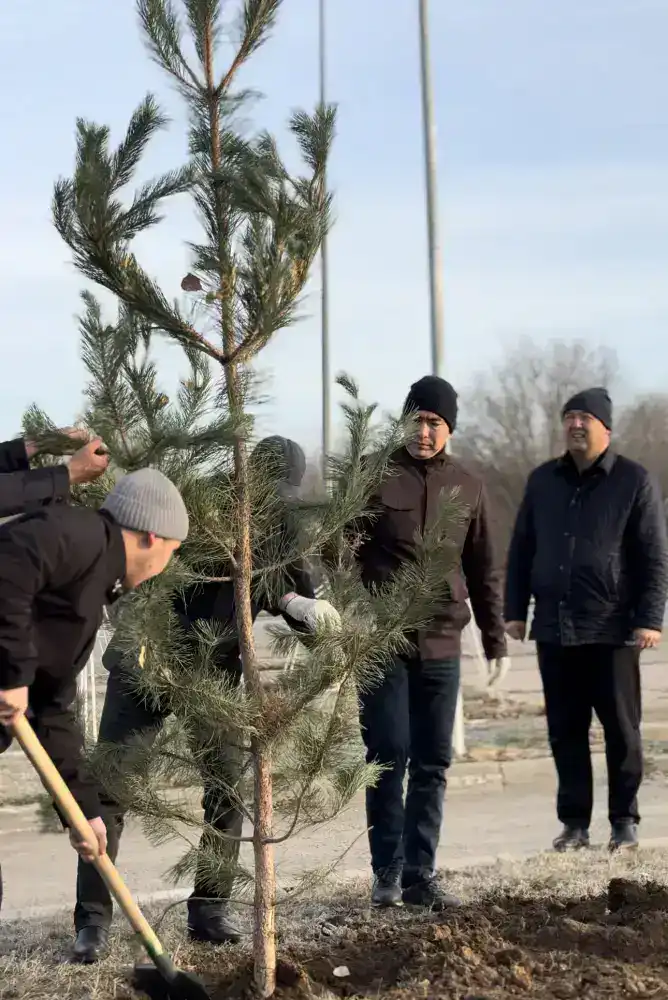 Высадка 150 сосен в Актобе способствует озеленению и улучшению экологической ситуации в городе {city2}