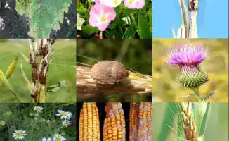 Безопасность подкарантинной продукции в агропромышленном комплексе Казахстана