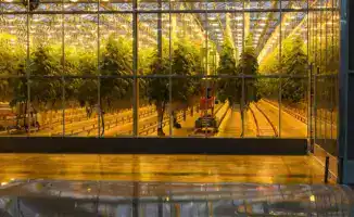 Тепличный комплекс «Зеленый Север» расширяет мощности до 4,5 тыс. тонн в год для удовлетворения растущих потребностей местного рынка