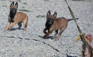Служебные щенки: новые защитники страны на подходе!