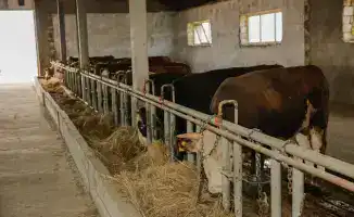 Атырауская область демонстрирует рекордный рост производства сельскохозяйственной продукции в 2025 году