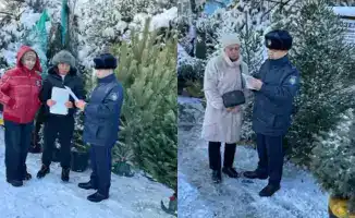 Защитим леса: «Ель» против зеленых злоумышленников!