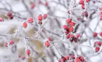 Прогноз погоды в Казахстане: 35-градусные морозы 9, 10 и 11 декабря от синоптиков Казгидромета