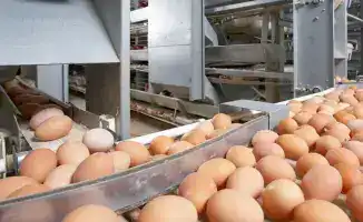 В Казахстане введён временный запрет на ввоз куриных яиц с 11 декабря 2025 года