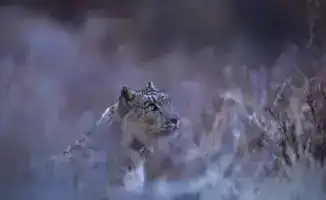 Установка GPS-ошейника на снежного барса: шаг к охране редких видов в Казахстане