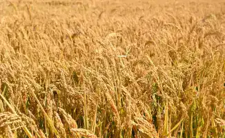 Рост посевных площадей и внедрение водосберегающих технологий в Кызылординской области