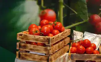 Строительство тепличного комплекса в Шымкенте: новые рабочие места и развитие агросектора