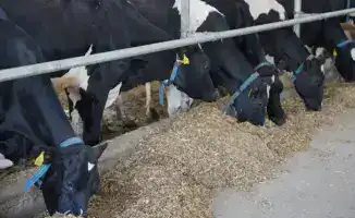 Снижение зависимости от импорта молока и мяса птицы в Казахстане