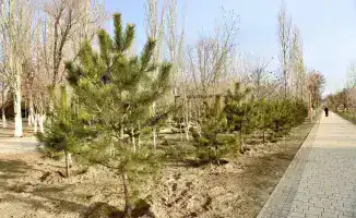 Город расцветает: новые оазисы отдыха в сердце мегаполиса