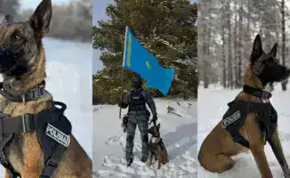 Служебные собаки в Абай раскрыли 28 преступлений, связанных с наркотиками