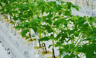 Запуск тепличного комплекса в Туркестанской области: новые перспективы для агросектора и местной экономики