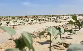 Масштабный кластер в Туркестанской области: от хлопка до одежды с поддержкой китайских инвестиций