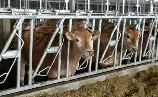 200 млрд тенге для развития животноводства в стране