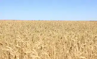 Рост урожайности в Карагандинской области: новые инвестиции и рабочие места в сельском хозяйстве