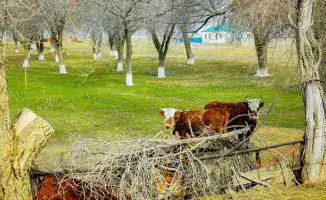 Рост поголовья скота в Актюбинской области на 7% подчеркивает эффективность государственной поддержки в агропромышленном комплексе