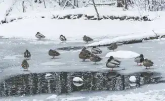 Арктический холод угрожает Казахстану: синоптики предупреждают о резком ухудшении погоды и возможных последствиях для населения