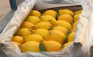 Сарыагаш: 200 тонн лимонов с теплицы в год