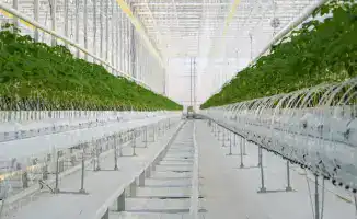 Туркестанская область: агропромышленные проекты под пристальным взглядом сенаторов