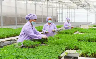 Аграрный небосвод Туркестанской области: урожайная радуга и инновационные горизонты