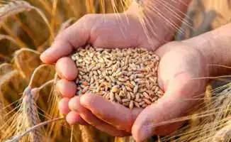 Казахстан: Рекордные экспортные поставки зерна в 45 стран и их влияние на внутренний рынок