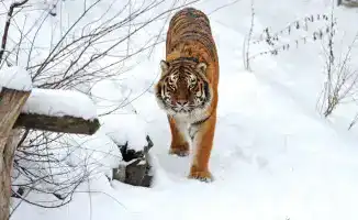 Министр экологии о восстановлении тигров в Казахстане: как хищники могут сосуществовать с местными жителями