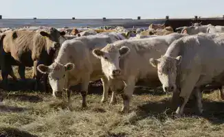 В Карагандинской области успешно завершена подготовка к зимовке скота