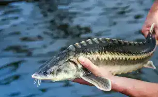 Малые рыбаки получат новый крючок: снижение порога для инвестиционных субсидий в аквакультуре