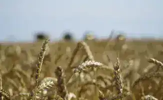 Казахстан увеличивает финансирование поддержки экспорта зерна на 7 млрд тенге