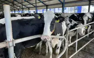 Животноводство Костанайской области: подъем на волне новых технологий