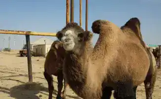 38 миллиардов тенге: Мангистауский агросектор в росте!