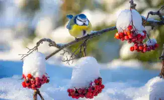 Прогноз погоды в Казахстане на 14-19 декабря: снегопады, метели, туман и усиление ветра