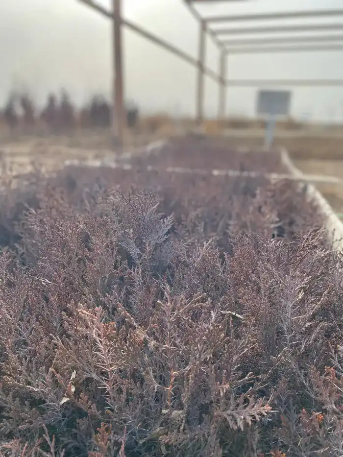 Леса Туркестанской области: Будущее в руках заботливых лесоводов {city2}