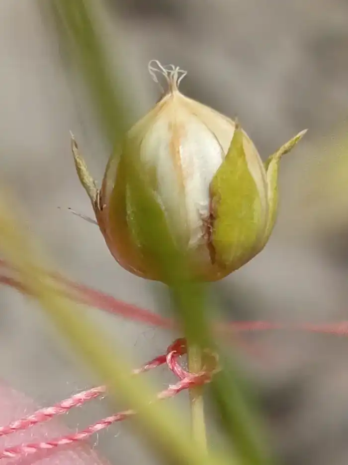 Ускоренная селекция льна в Казахстане с использованием технологии SPEED BREEDING {city2}