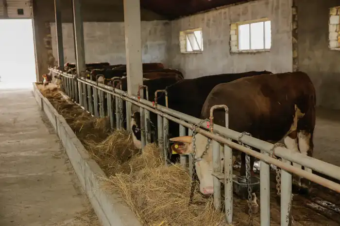 Атырау демонстрирует рост агропромышленного комплекса благодаря поддержке 232 хозяйств и увеличению поголовья скота {city2}