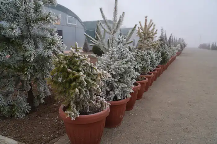 Современный питомник на 10 гектарах в Туркестане {city2}