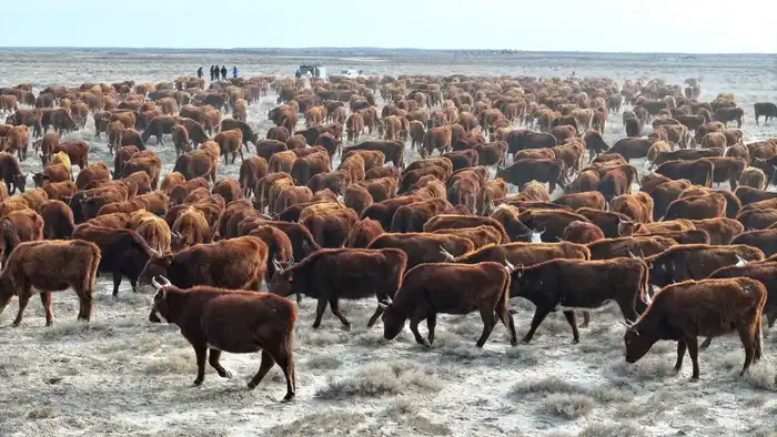 Племенное животноводство в Сузакском районе Туркестанской области рост поголовья крупного рогатого скота {city2}