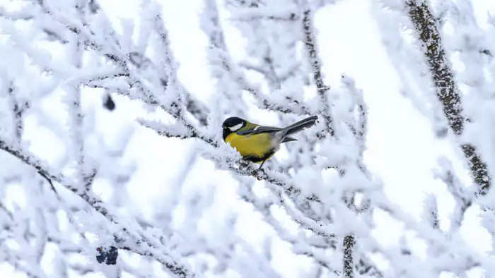 Казахстан в ледяном плену: 38-градусные морозы окутали страну, синоптики предсказывают суровые испытания на 13-15 января {city2}